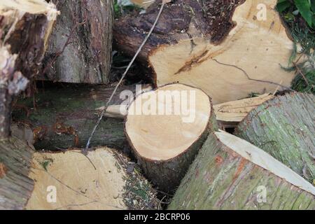 Pile de bois de chauffage hachée avec une tronçonneuse Banque D'Images