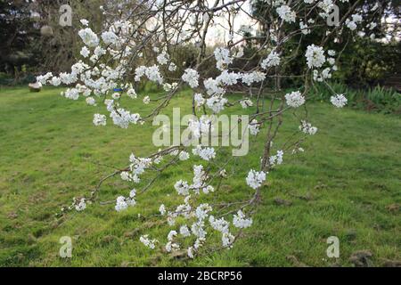 Fleurir sur un arbre Victoria Plum, Royaume-Uni Banque D'Images