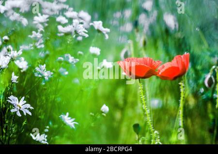 fleurs sauvages comme des coquelicots près du champ de maïs avec de petites abeilles dans l'air Banque D'Images