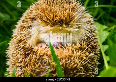 Hedgehog dormant dans l'herbe verte - gros plan photo Banque D'Images