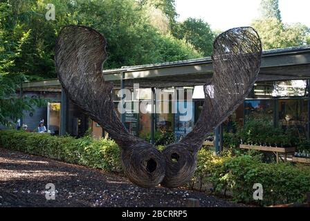 HELICOPTERE Seeds Sycamore Sculpture d'arbre Kew Royal Botanic Gardens, Ardingly, Haywards Heath, Sussex, RH17 6TN Banque D'Images
