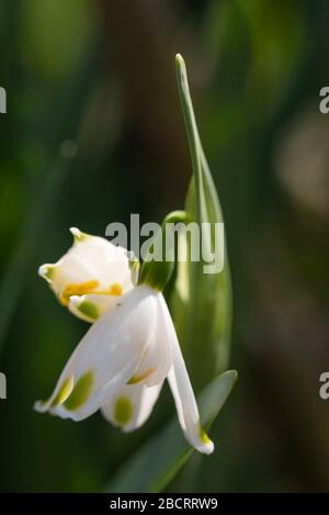 fleurs blanches de leucojum se rapprochés Banque D'Images