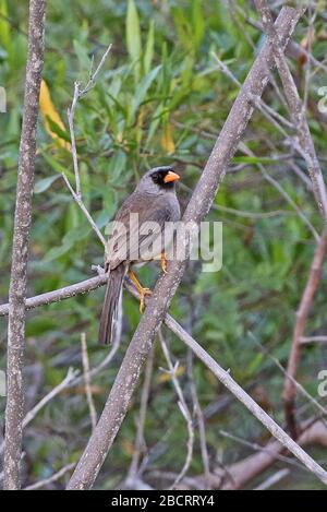 Inca-finch (Incaspiza ortizi) adulte perché sur la branche nord du Pérou Mars Banque D'Images