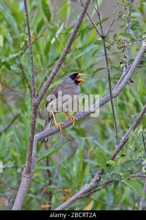 Inca-finch (Incaspiza ortizi) adulte perché sur branche dans chanson nord du Pérou Mars Banque D'Images