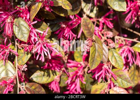 fond floral avec fleurs et feuilles de loropetalum Banque D'Images