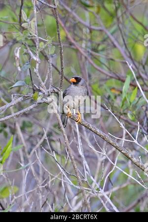 Inca-finch (Incaspiza ortizi) adulte perché sur la branche nord du Pérou Mars Banque D'Images