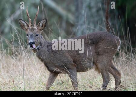 Un mâle de Roe Deer (Capreolus capreolus) se nourrissant dans un jardin, Kildary, Ross-shire, Écosse Banque D'Images
