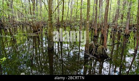 Bald Cypress arbres; reflétés dans l'eau, Taxodium distichum; croissance des genoux; calme, paisible, nature scène; Manatee Springs State Park; Floride; Chiefla Banque D'Images