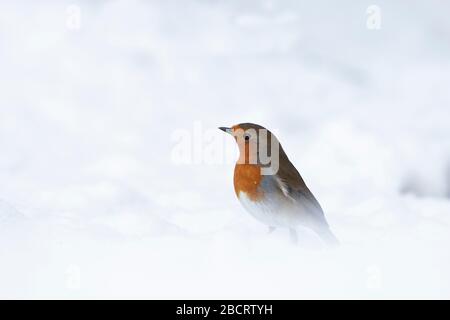 Une Robin eurasienne (erithacus rubecula) à la recherche de nourriture dans la neige dans un jardin écossais. Banque D'Images