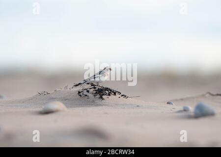 Un Banting de neige (Plectrophenax nivalis) se nourrissant sur une plage écossaise, Coul Links, Ross-shire, Écosse Banque D'Images