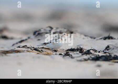 Un Banting de neige (Plectrophenax nivalis) se nourrissant sur une plage écossaise, Coul Links, Ross-shire, Écosse Banque D'Images