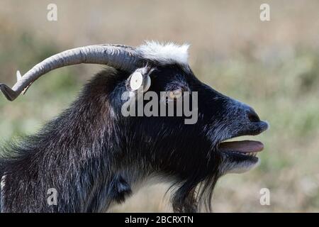 portrait nerveux de billy goat sur fond hors du foyer Banque D'Images