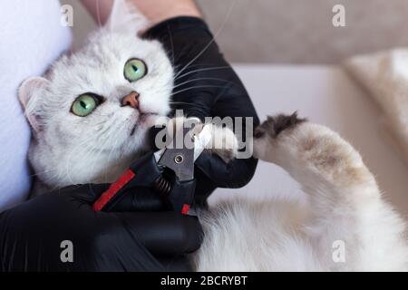 Toilettage de chat. Un chat britannique blanc a ses ongles taillés. Banque D'Images