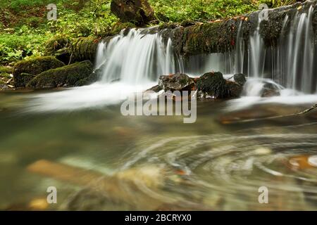 Chute d'eau sur le ruisseau de montagne, Parc national d'Apuseni, Roumanie Banque D'Images