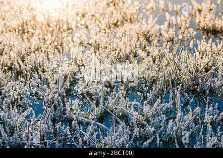 Givre scintillant avec cristaux glacés sur les lames d'herbe le matin au lever du soleil. Proximité artistique de rime blanche dans un pré humide avec des reflets de soleil dans l'eau. Banque D'Images