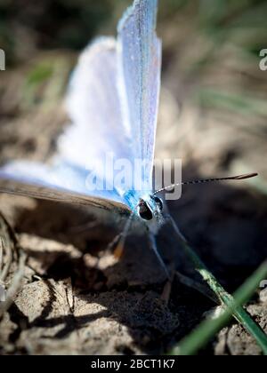Papillon bleu queue mâle reposant sur le sol, fond flou. Banque D'Images