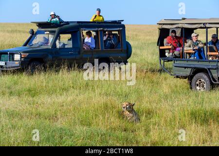 Cheetah (Acinonyx jubatus). Safari véhicules sur une route de jeu autour d'une guépard allongé dans la longue herbe, Masai Mara National Reserve, Kenya, Afrique Banque D'Images