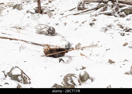 Ours brun jouant avec l'arbre dans une forêt de neige blanche Ursus arctos Banque D'Images