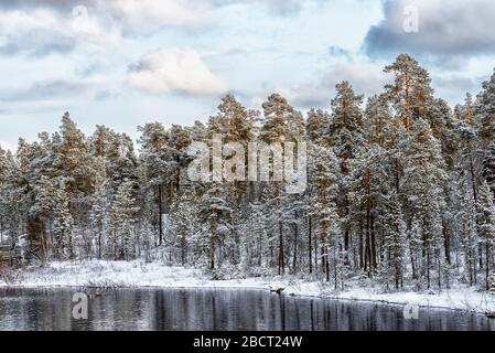 Vue sur la forêt de pins congelés et la rivière en hiver Banque D'Images