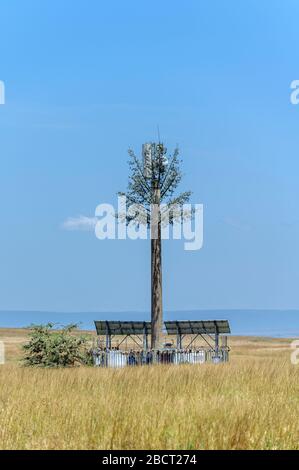 Mât de téléphone mobile camouflé comme arbre dans la réserve nationale de Masai Mara, Kenya, Afrique Banque D'Images