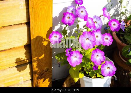 Pétunia en fleurs dans un pot. Pétunias violettes dans un pot Banque D'Images