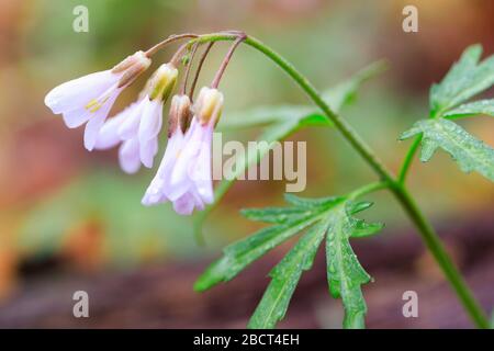 Macro-image de la fleur de forêt éphémère de Cutleaf Toothwort le long de Potomac Heritage Trail, près de Great Falls, en Virginie, à l'extérieur de Washington, DC Banque D'Images