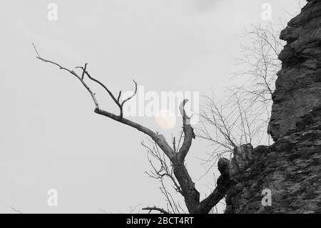 Lune entre les arbres Banque D'Images