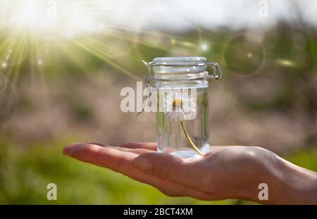 Homéopathie sur la paume de votre main. Composition du printemps - aide naturelle. Banque D'Images