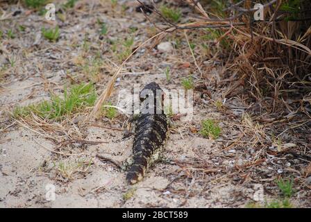 Tiliqua rugosa mieux connue sous le nom de « Bobtail » ou « Shingleback ». La particularité de cette image est la tique qui infuse l'animal sur le côté droit de la tête. Banque D'Images