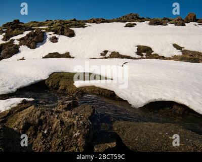 Un petit ruisseau de montagne sous une fine couche de neige au printemps Banque D'Images