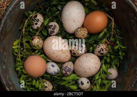 Poulet vintage, dinde et œufs de caille dans un bol en cuivre. Concept de Pâques. Banque D'Images