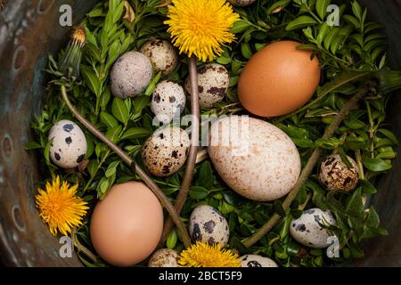 Poulet vintage, dinde et œufs de caille dans un bol en cuivre. Concept de Pâques. Banque D'Images