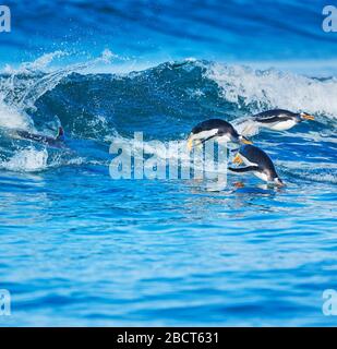 Les pingouins Gentoo (Pygocelis papouasie-papouasie) surfing, îles Falkland, Amérique du Sud Banque D'Images