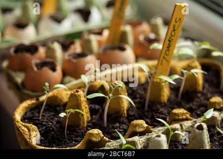 Les graines de tomates et de poivrons germent dans les boîtes d'œufs en papier et les coquilles d'œufs sur le seuil de fenêtre à la maison Banque D'Images