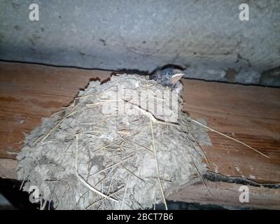 Déglutissez le nid avec des poussins sur le bord rafte le toit du hangar. Banque D'Images