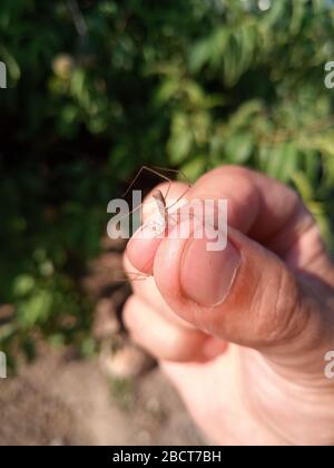 Haymaker araignée femelle avec cocon. J'ai attrapé l'araignée dans mes bras. Banque D'Images