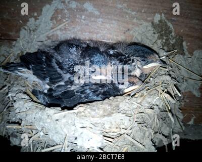 Déglutissez le nid avec des poussins sur le bord rafte le toit du hangar. Banque D'Images