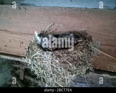 Déglutissez le nid avec des poussins sur le bord rafte le toit du hangar. Banque D'Images