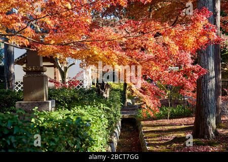 Les feuilles rouges tombent sur le chemin Banque D'Images