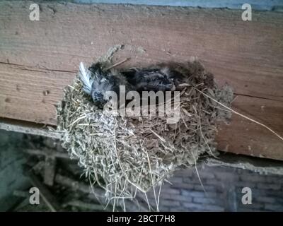 Déglutissez le nid avec des poussins sur le bord rafte le toit du hangar. Banque D'Images