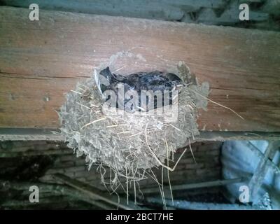 Déglutissez le nid avec des poussins sur le bord rafte le toit du hangar. Banque D'Images