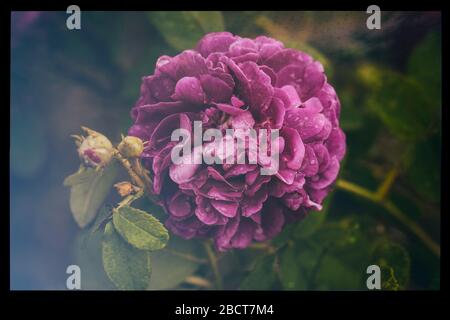 Image vintage de belle rose dans le jardin romantique Banque D'Images