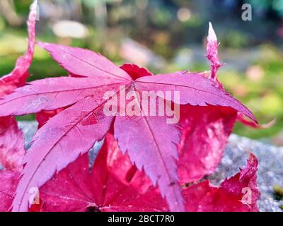 Gros plan sur les feuilles d'érable rouge Banque D'Images
