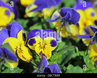 pansies violettes et jaunes fleuries, gros plan, beau fond de fleur de printemps Banque D'Images