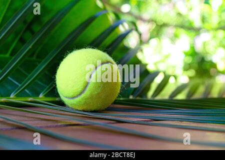 Disposition de tennis avec ballon de tennis sur fond de feuilles de palmier tropicales. Concept sportif. Plat, vue de dessus, mise au point sélective. Banque D'Images