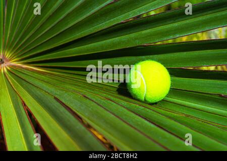 Disposition de tennis avec ballon de tennis sur fond de feuilles de palmier tropicales. Concept sportif. Plat, vue de dessus, mise au point sélective. Banque D'Images