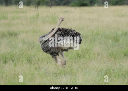 L'autruche commune ou tout simplement l'autruche est une espèce d'oiseau grand sans flaque originaire de certaines grandes régions d'Afrique. Banque D'Images