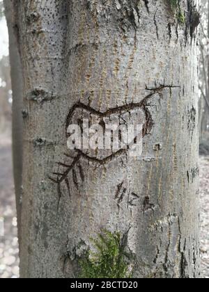 Forme de coeur avec flèche gravée il y a longtemps dans l'écorce d'arbre Banque D'Images