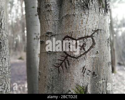 Forme de coeur avec flèche gravée il y a longtemps dans l'écorce d'arbre Banque D'Images