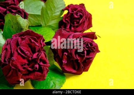 Bouquet de roses flétrissement rouges sur fond jaune Banque D'Images